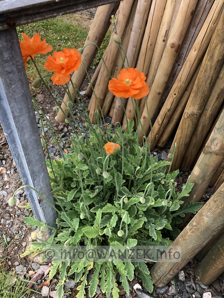 Papaver alpinum ssp - gefuellt selbst versamt.JPG